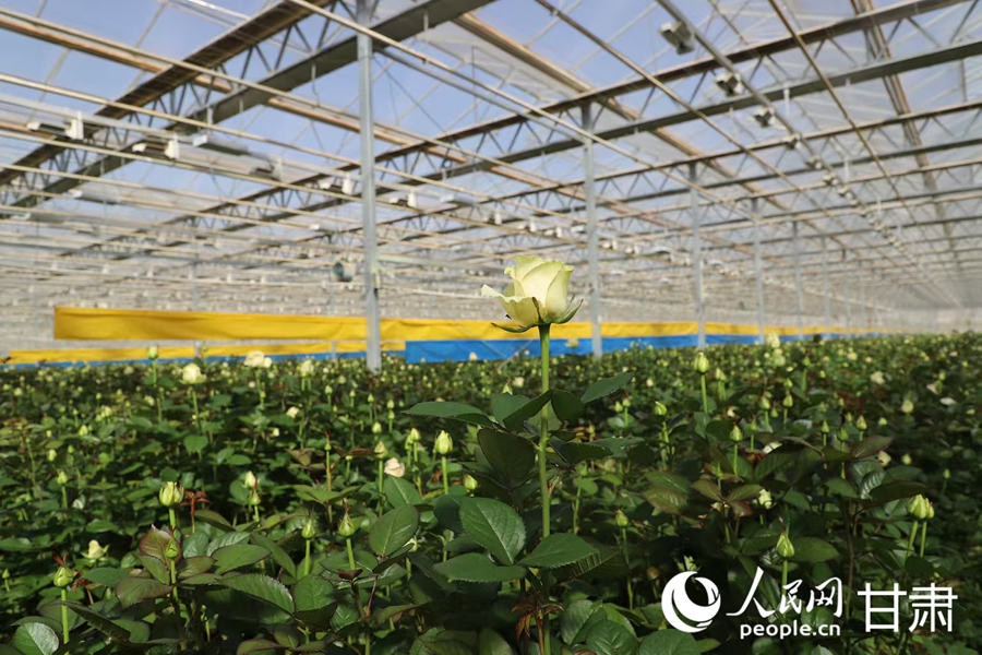 溫室內的玫瑰花競相盛開。人民網記者 黃帆攝