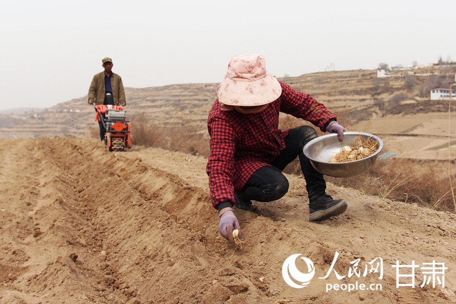 隴原春種忙 百合煥新“生”
