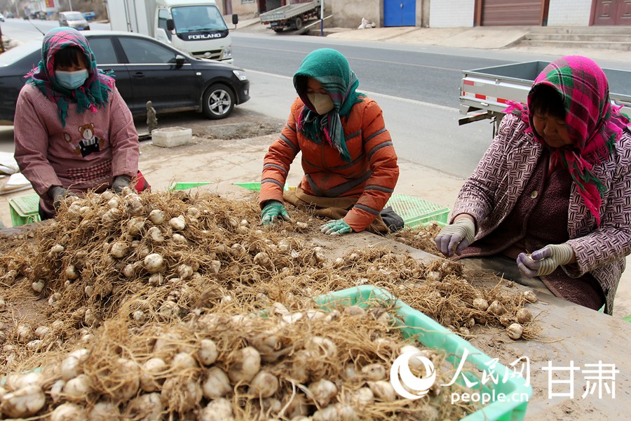 隴原春種忙 百合煥新“生”【2】