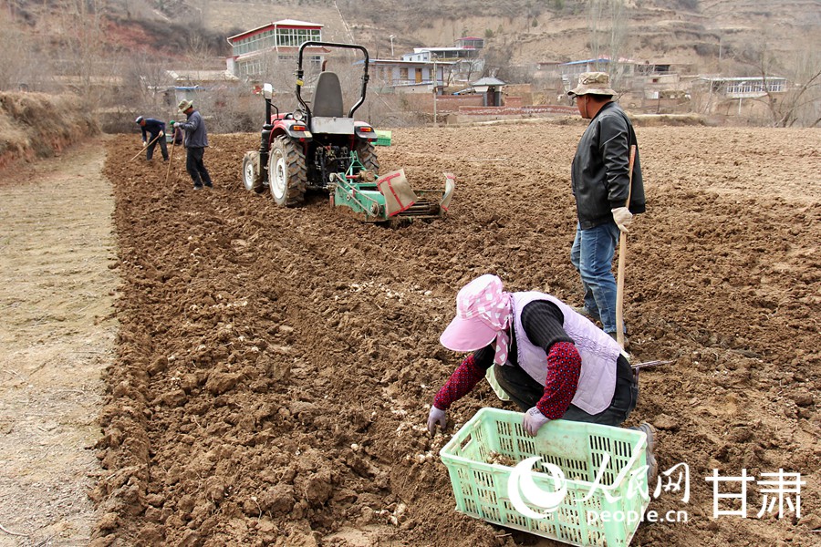 隴原春種忙 百合煥新“生”【3】