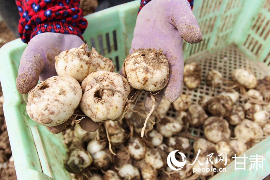 隴原春種忙 百合煥新“生”【4】