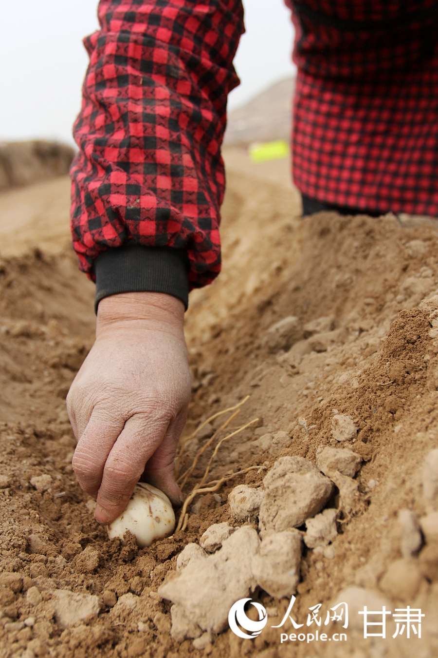 隴原春種忙 百合煥新“生”【5】