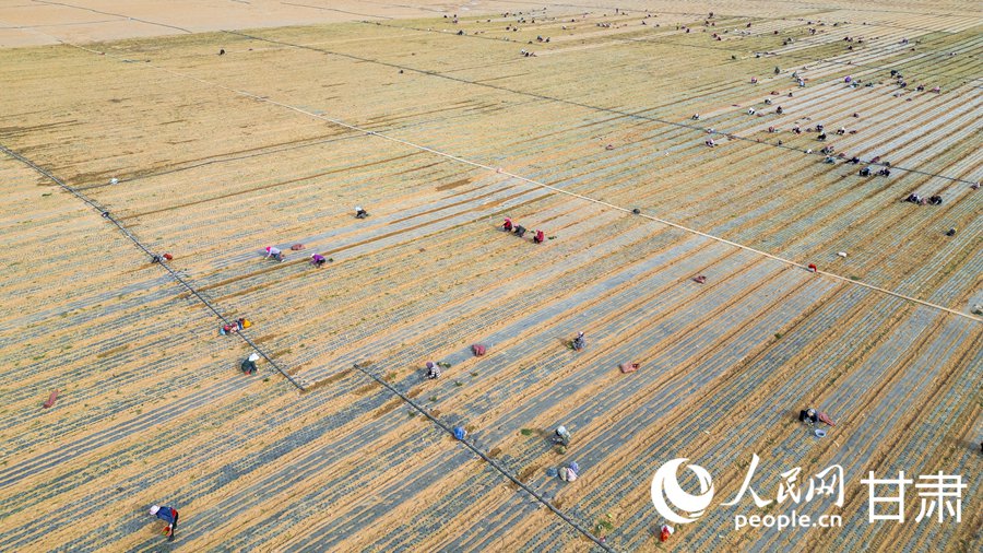 蘭州新區：萬畝高原夏菜開播