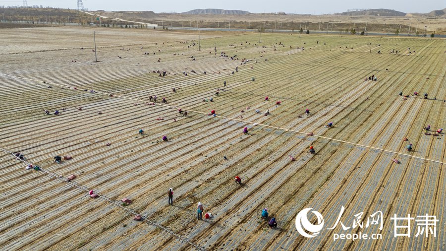 蘭州新區：萬畝高原夏菜開播【3】