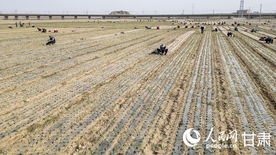 蘭州新區：萬畝高原夏菜開播【4】