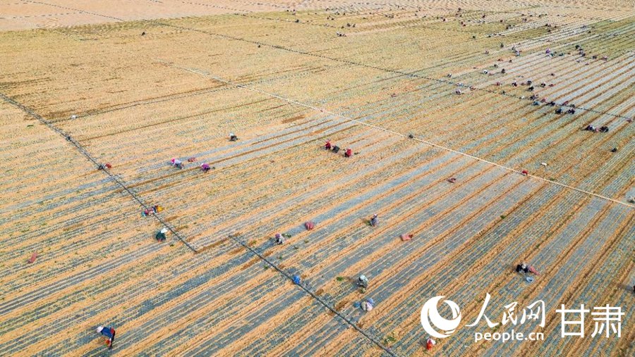 蘭州新區:萬畝高原夏菜開播【5】