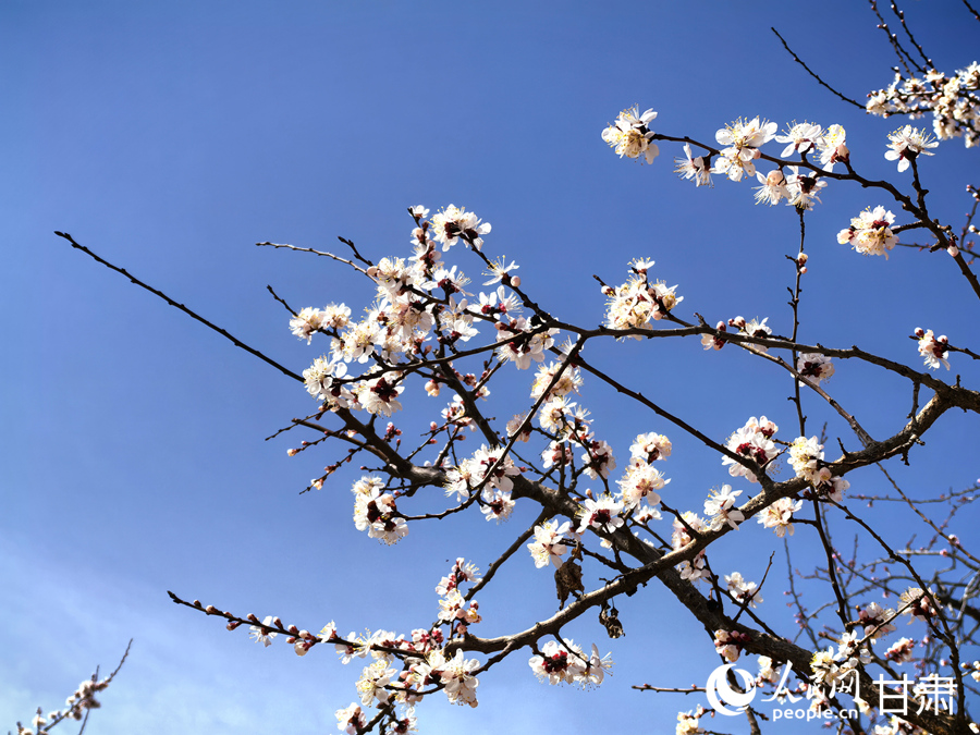 請收下這份來自東鄉的春日浪漫請柬【2】