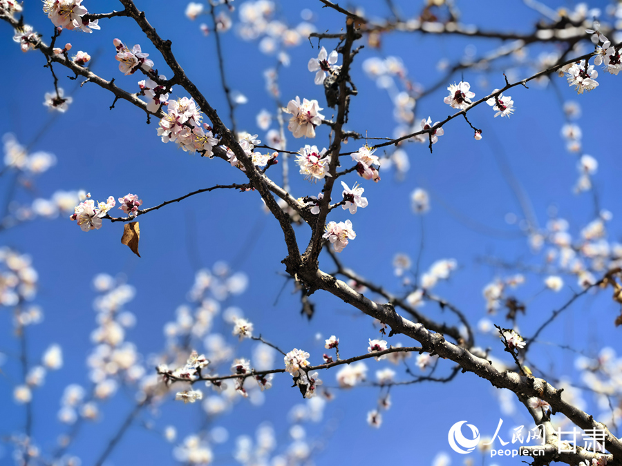 請收下這份來自東鄉的春日浪漫請柬【3】