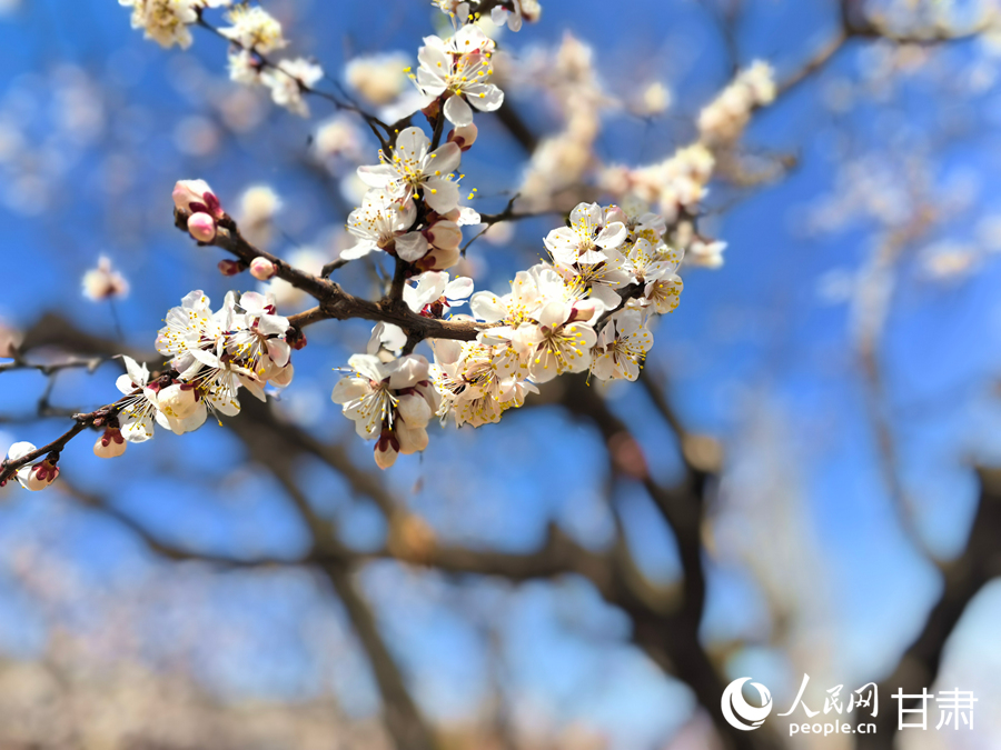 請收下這份來自東鄉的春日浪漫請柬【4】