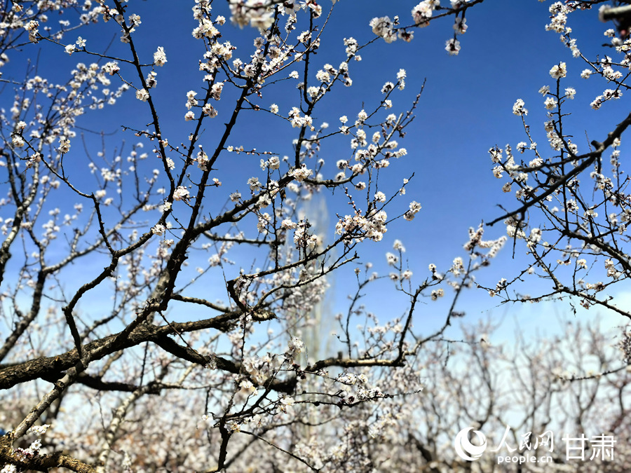 請收下這份來自東鄉的春日浪漫請柬【8】