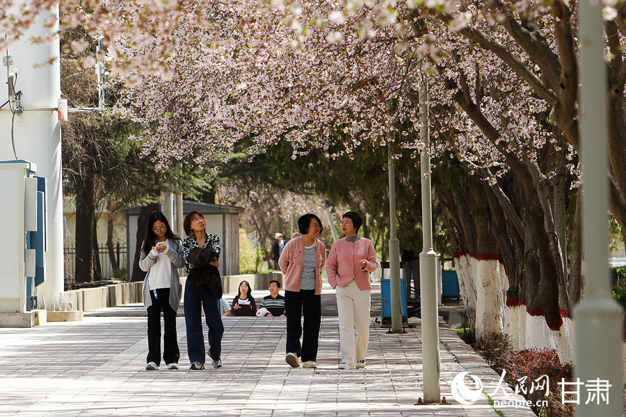 賞花正當時|漫步金城春日“花路”【3】