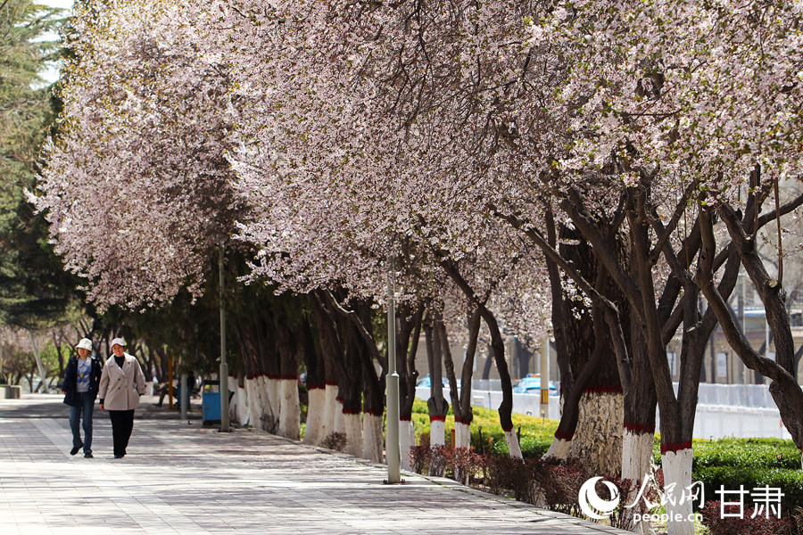 賞花正當時|漫步金城春日“花路”【5】