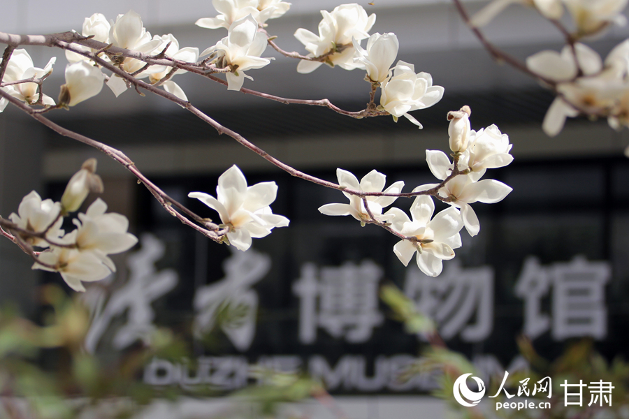 賞花正當時|漫步金城春日“花路”【6】