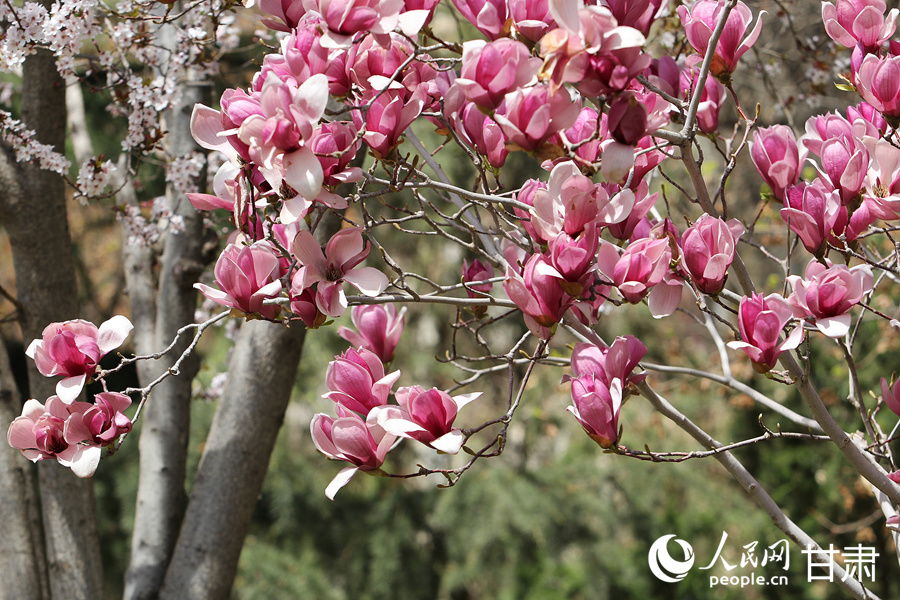 賞花正當時|漫步金城春日“花路”【14】