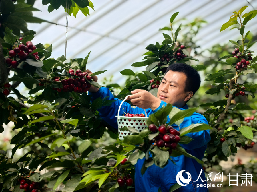 甘肅紅古：櫻桃滿枝頭 春日“采摘游”升溫