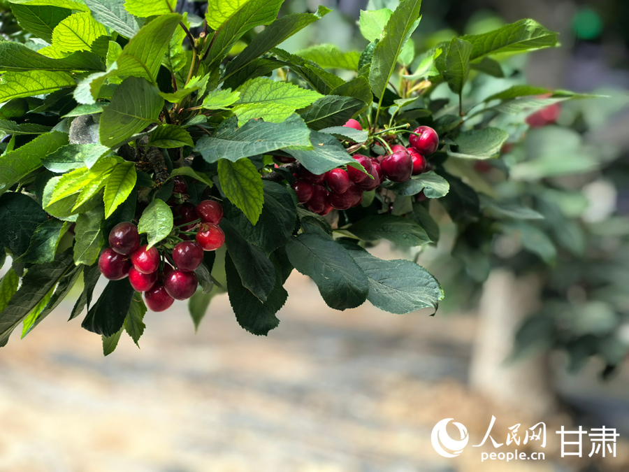 甘肅紅古：櫻桃滿枝頭 春日“采摘游”升溫【2】