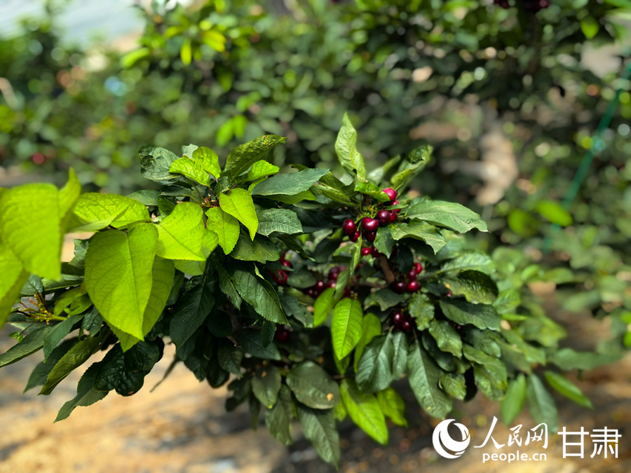 甘肅紅古：櫻桃滿枝頭 春日“采摘游”升溫【6】
