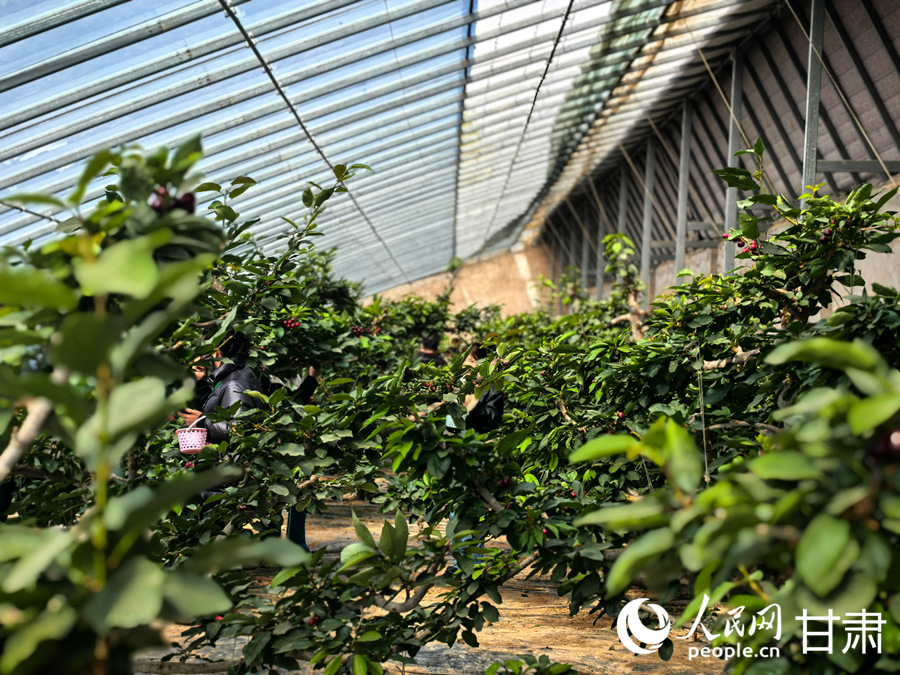 甘肅紅古：櫻桃滿枝頭 春日“采摘游”升溫【8】