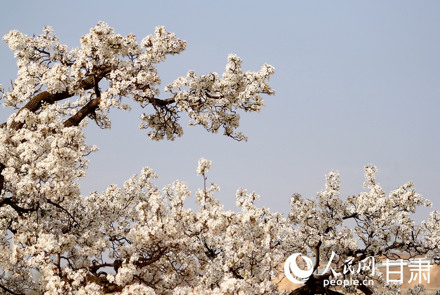 賞花正當時|甘肅蘭州：梨花俏 春意濃【3】