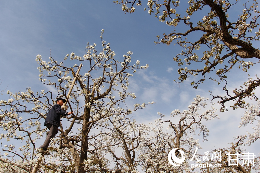 賞花正當時|甘肅蘭州：梨花俏 春意濃【6】