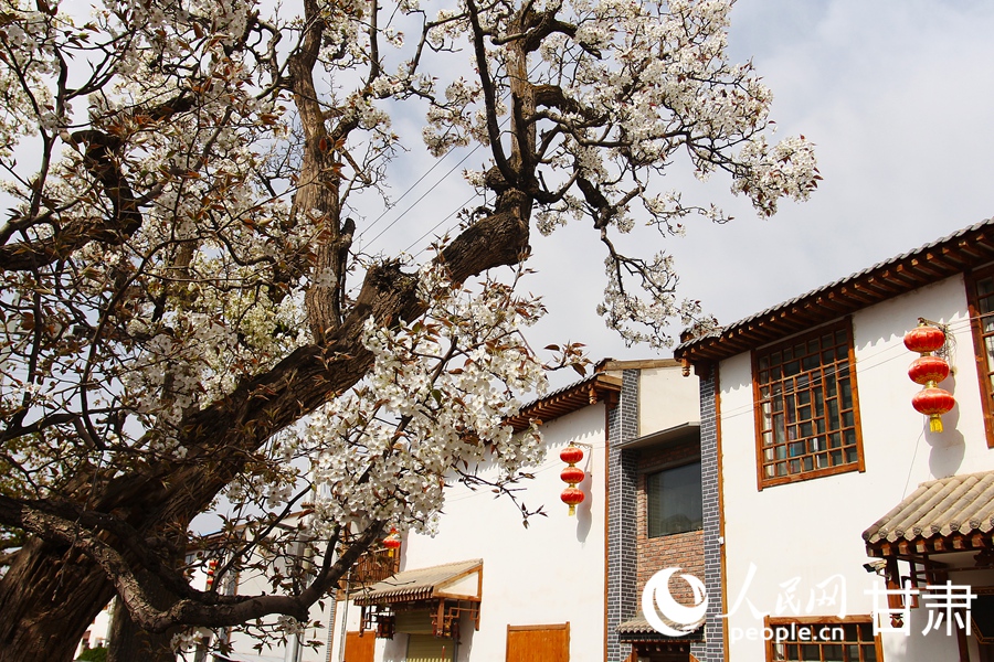 賞花正當時|甘肅蘭州：梨花俏 春意濃