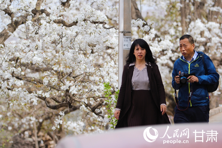 賞花正當時|甘肅蘭州：梨花俏 春意濃【7】