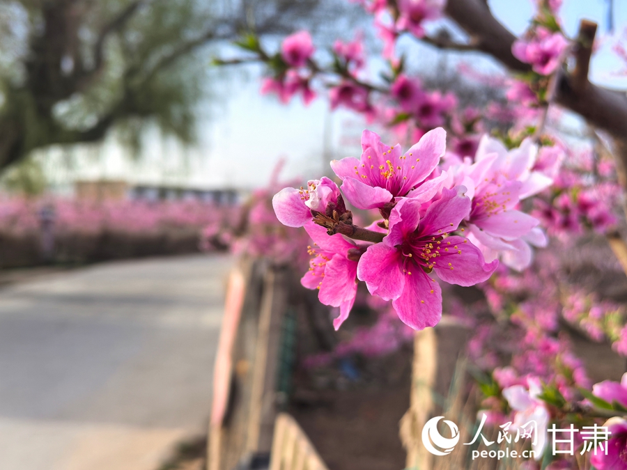 十里桃鄉春光美【2】