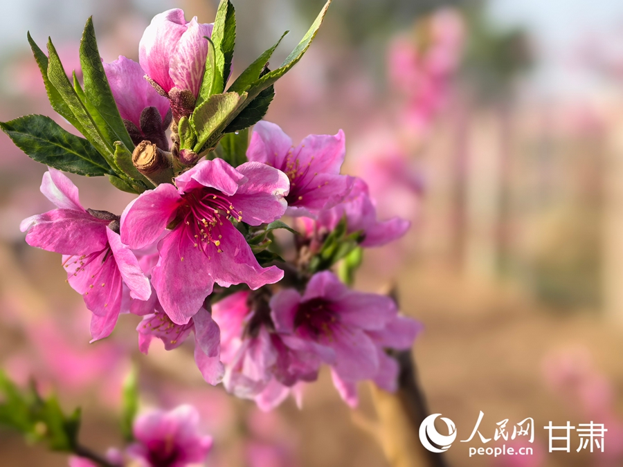 十里桃鄉春光美【3】