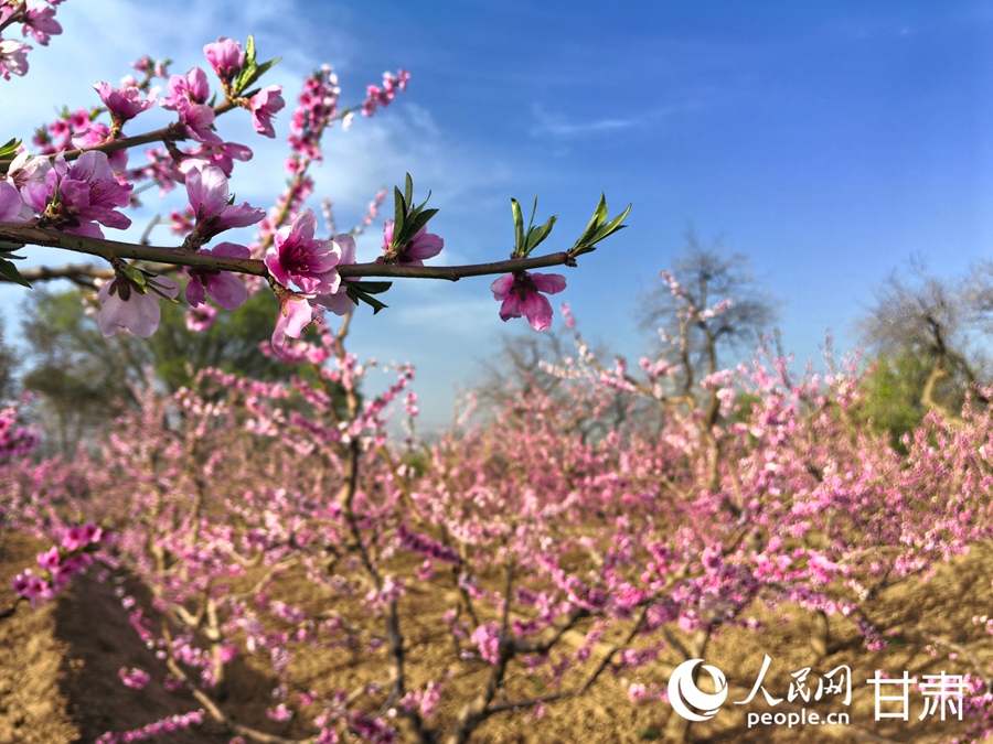 十里桃鄉春光美【4】