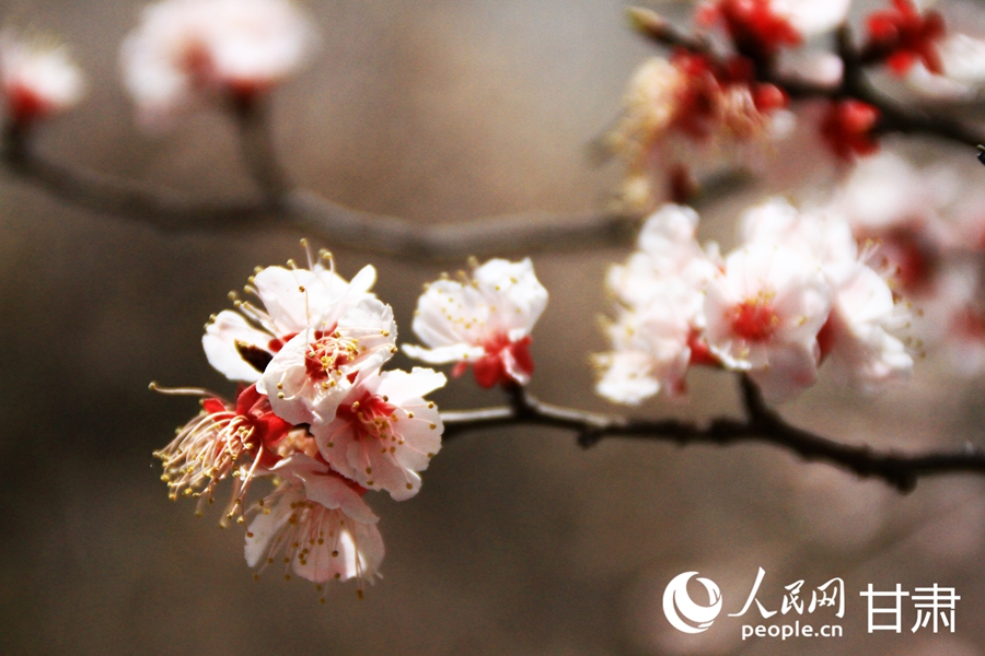 甘肅榆中：嶺上杏花正爛漫
