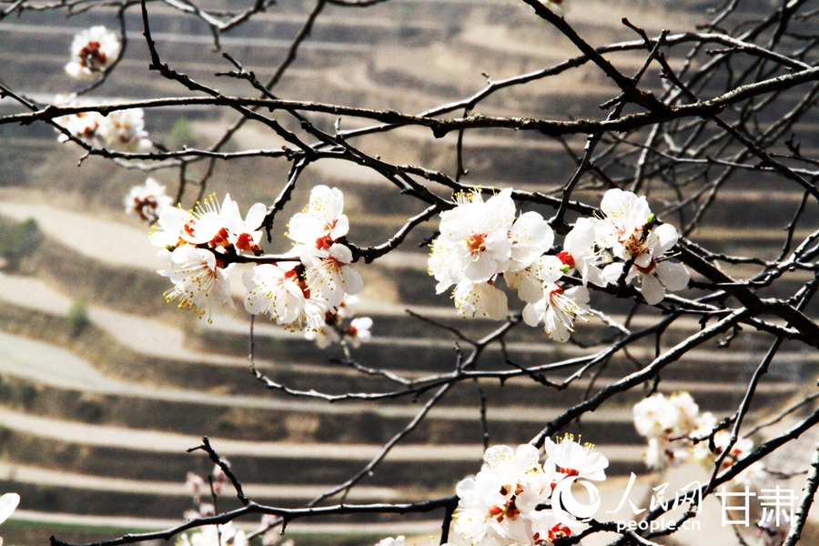甘肅榆中：嶺上杏花正爛漫【2】
