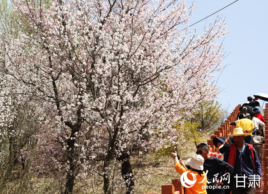甘肅榆中：嶺上杏花正爛漫【3】