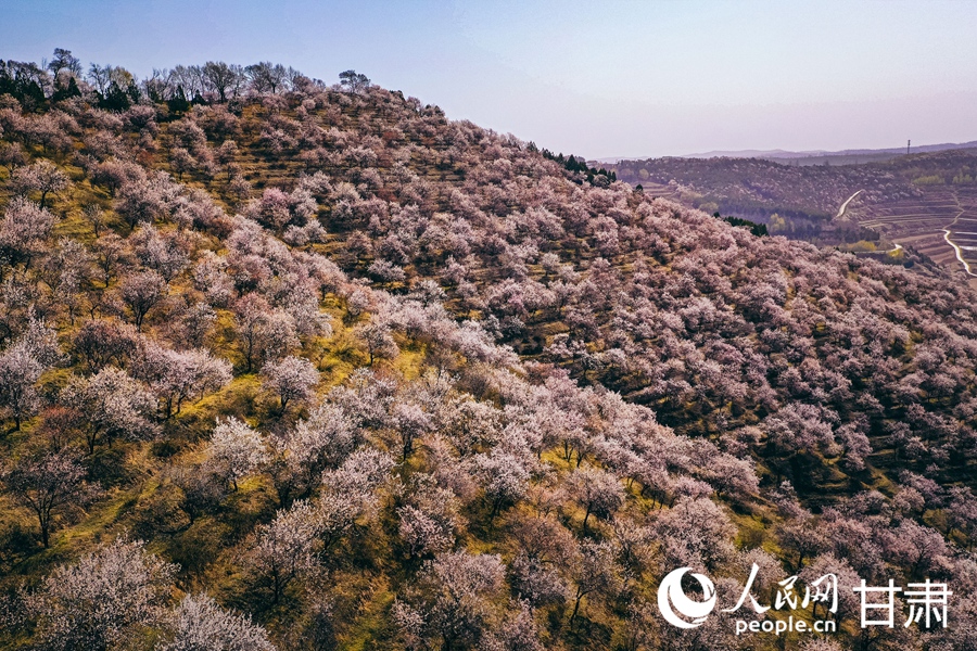 甘肅榆中：嶺上杏花正爛漫【4】