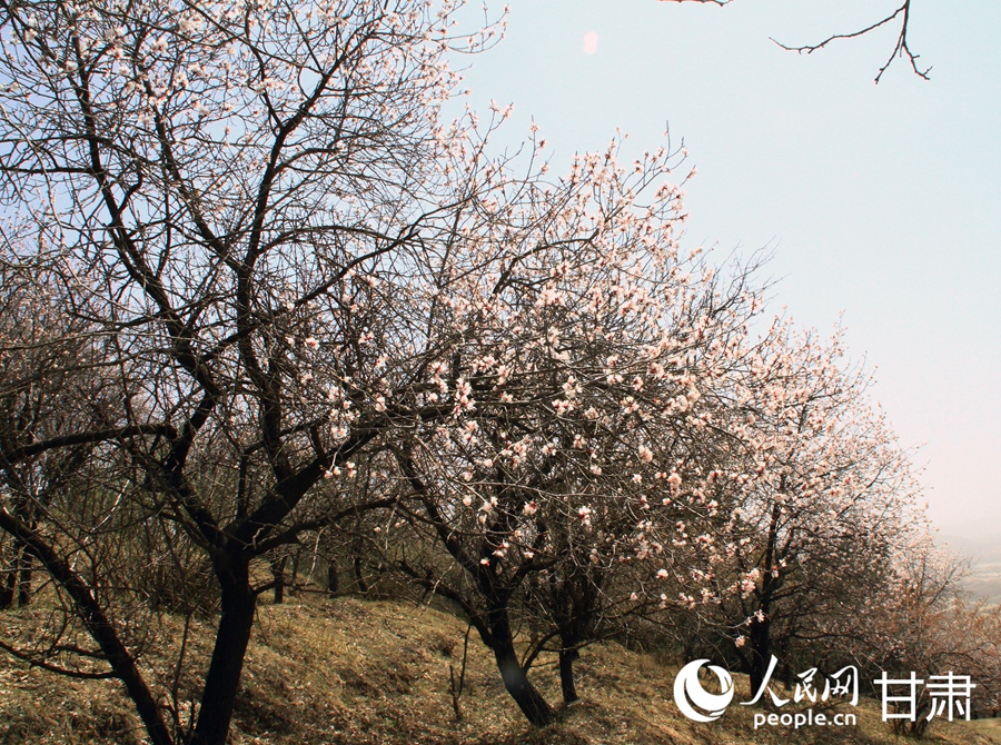 甘肅榆中：嶺上杏花正爛漫【5】