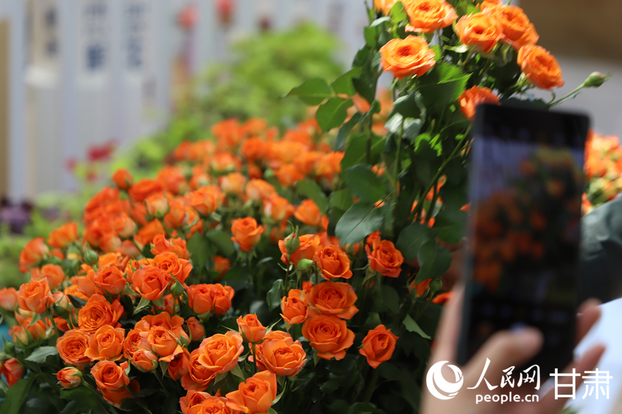 游客在臨夏市牡丹產業園花卉藝術中心內賞花游玩。人民網記者 焦隆攝