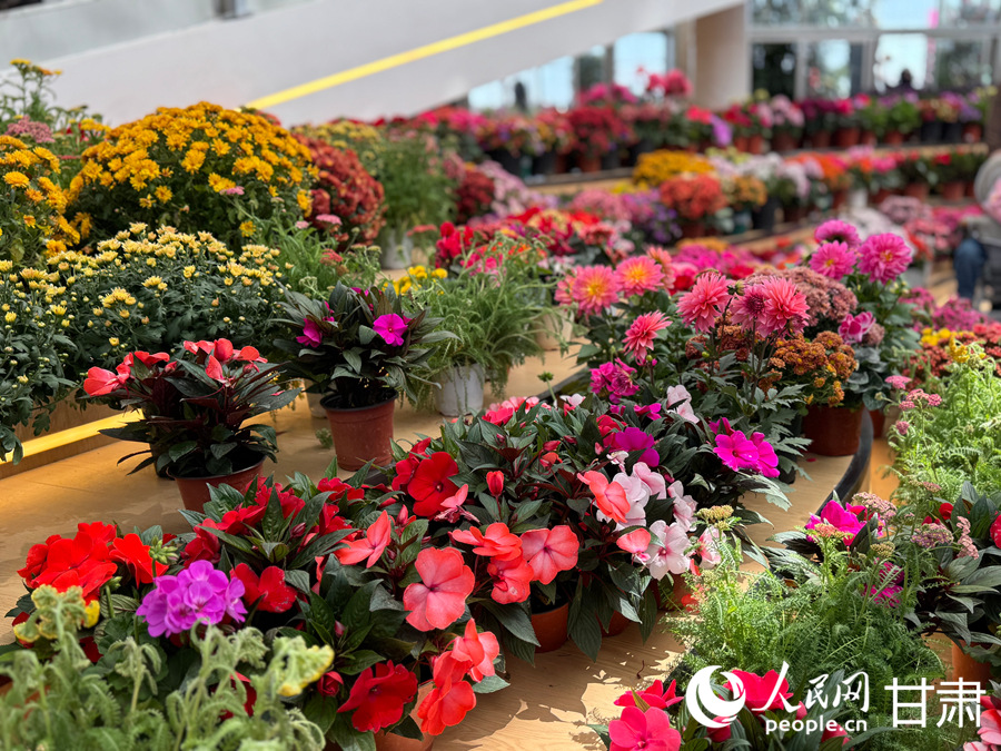 臨夏市牡丹產業園花卉藝術中心內花香四溢。人民網記者 焦隆攝