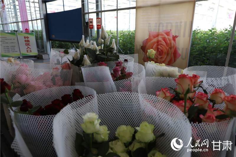 新鮮的玫瑰等待著發往各地。人民網記者 焦隆攝