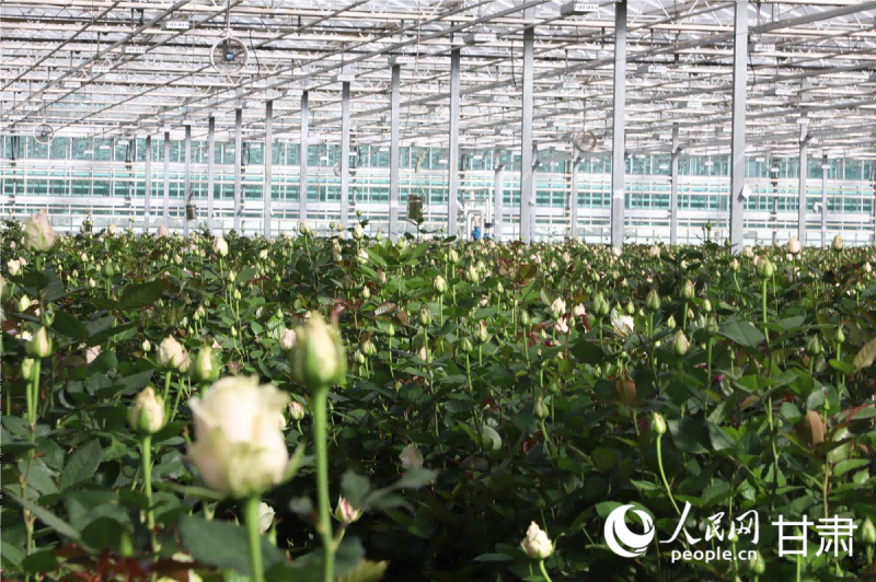 智能溫室內春意盎然。人民網記者 焦隆攝