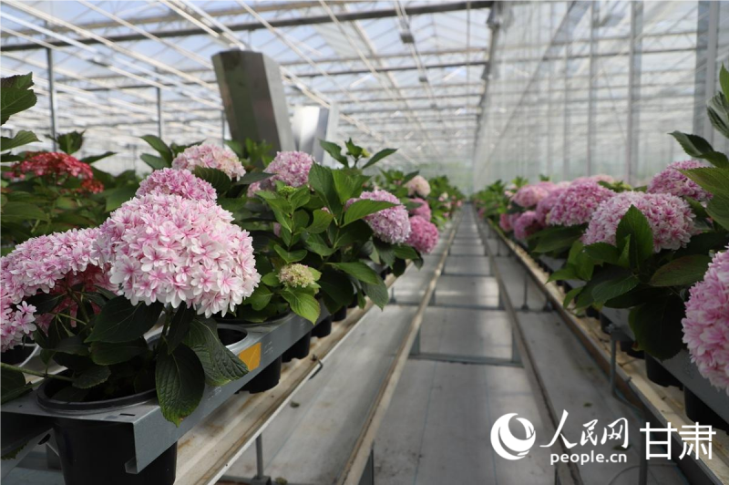 智能溫室內春意盎然。人民網記者 焦隆攝