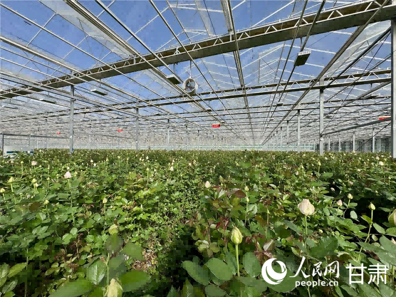 智能溫室內春意盎然。人民網記者 焦隆攝