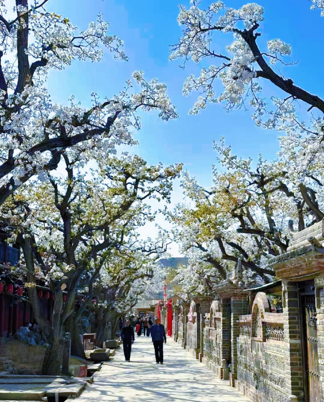 什川古梨園小街巷里梨花盛開。薛長明攝