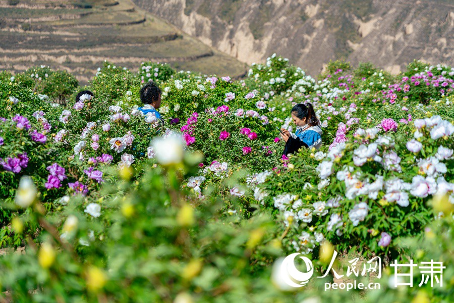 甘肅榆中：牡丹盛放游人來【2】