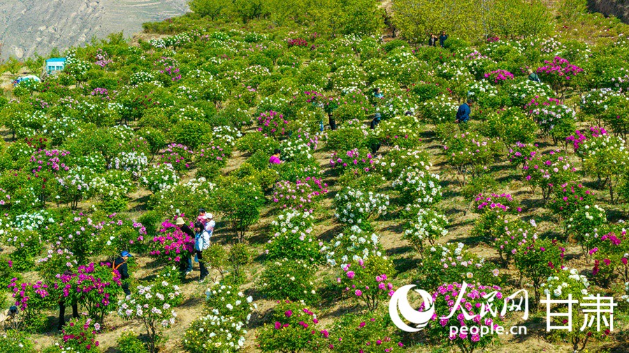 甘肅榆中：牡丹盛放游人來【3】