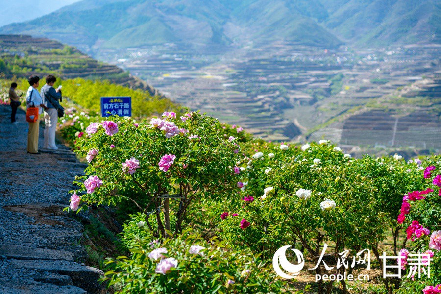 甘肅榆中：牡丹盛放游人來【4】