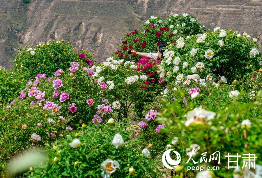 甘肅榆中：牡丹盛放游人來【5】