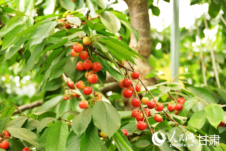 甘肅榆中：櫻桃掛枝頭 采摘正當時【3】