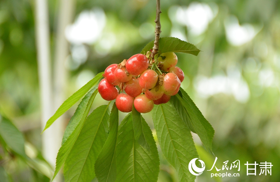 甘肅榆中：櫻桃掛枝頭 采摘正當時【6】