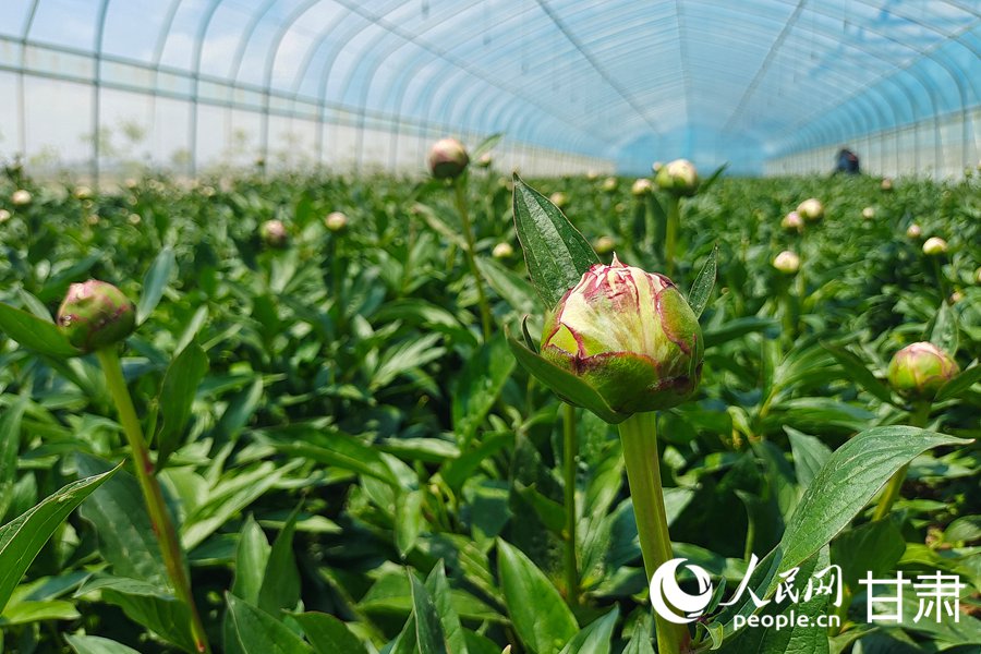 蘭州新區:芍藥花開綻放“花樣經濟”【2】