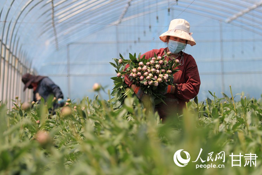 蘭州新區：芍藥花開綻放“花樣經濟”