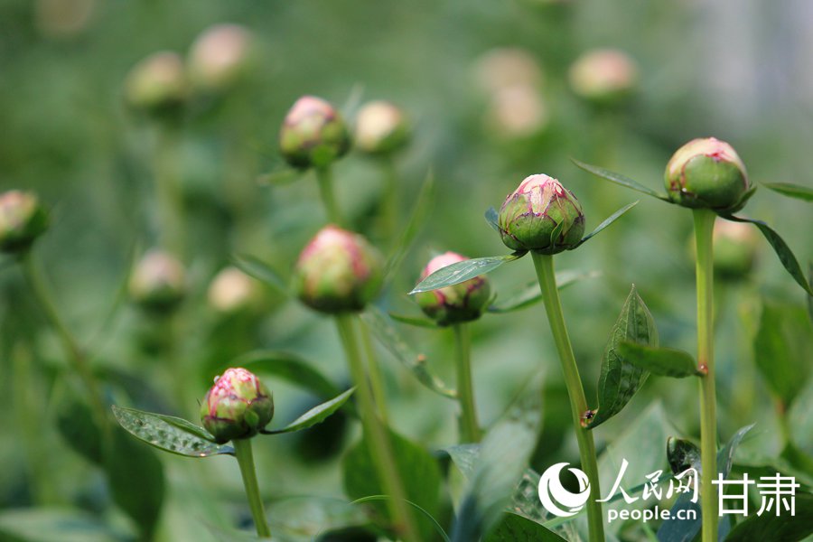 蘭州新區：芍藥花開綻放“花樣經濟”【3】